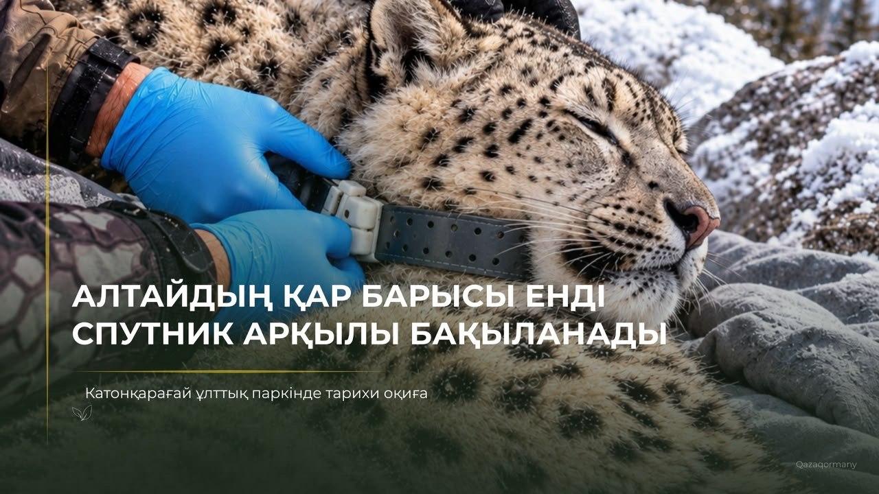 В Южном Алтае впервые установили спутниковый ошейник снежному барсу